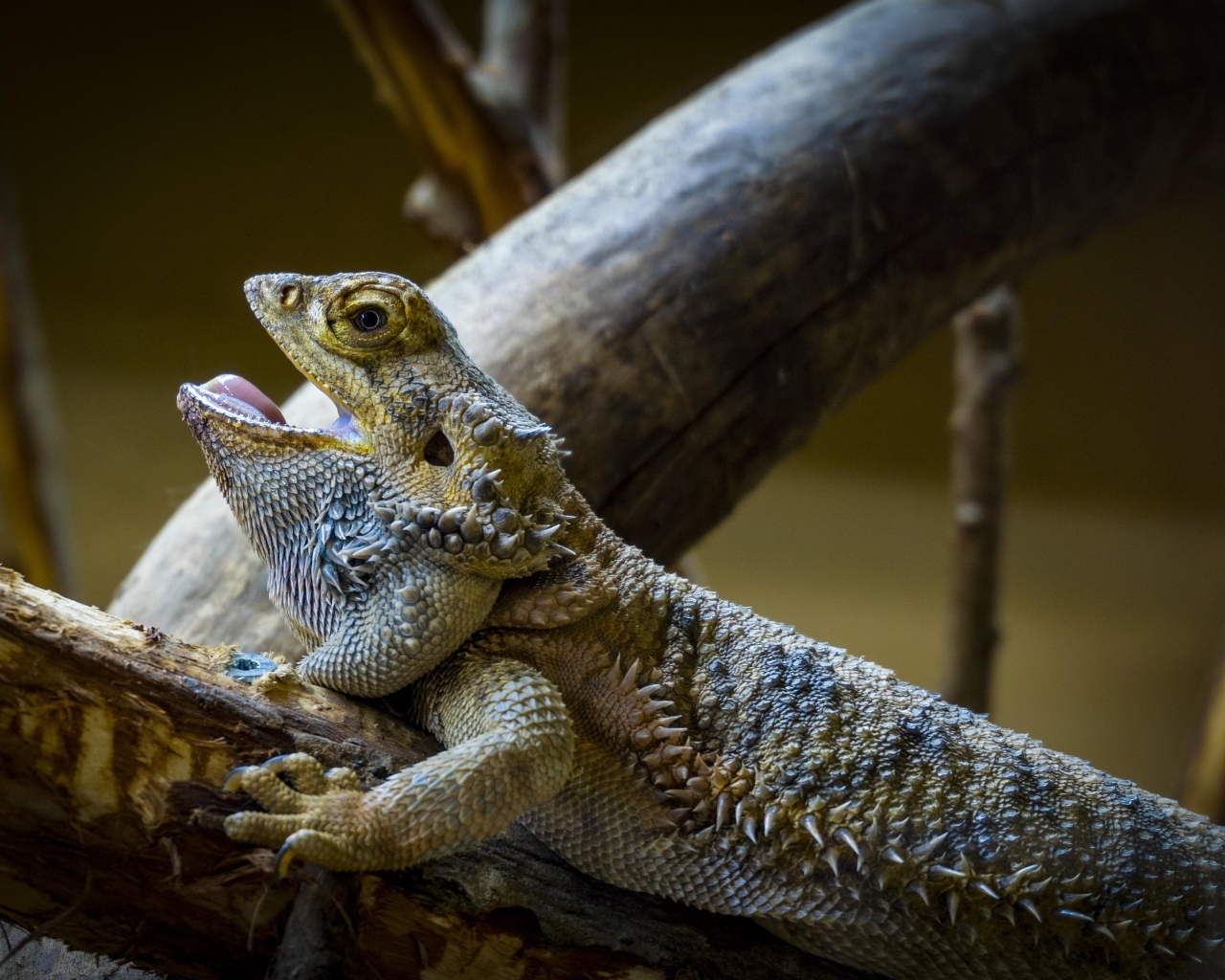 Большая агама на ветке с открытым ртом