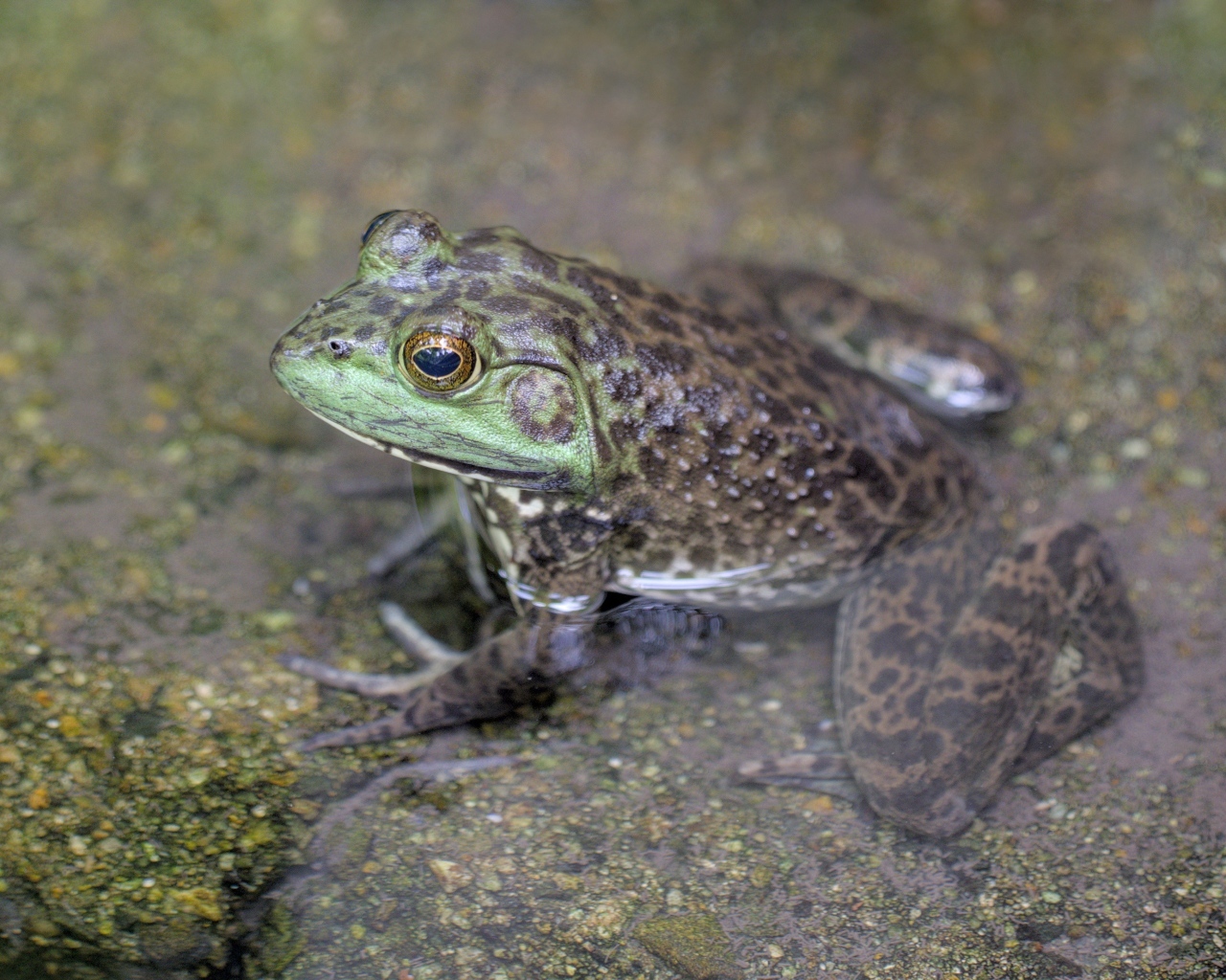 Большая серая жаба сидит в воде