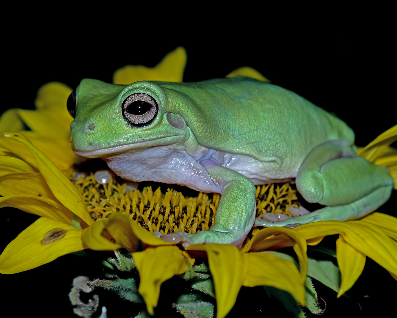 Большая зеленая лягушка на желтом цветке подсолнуха