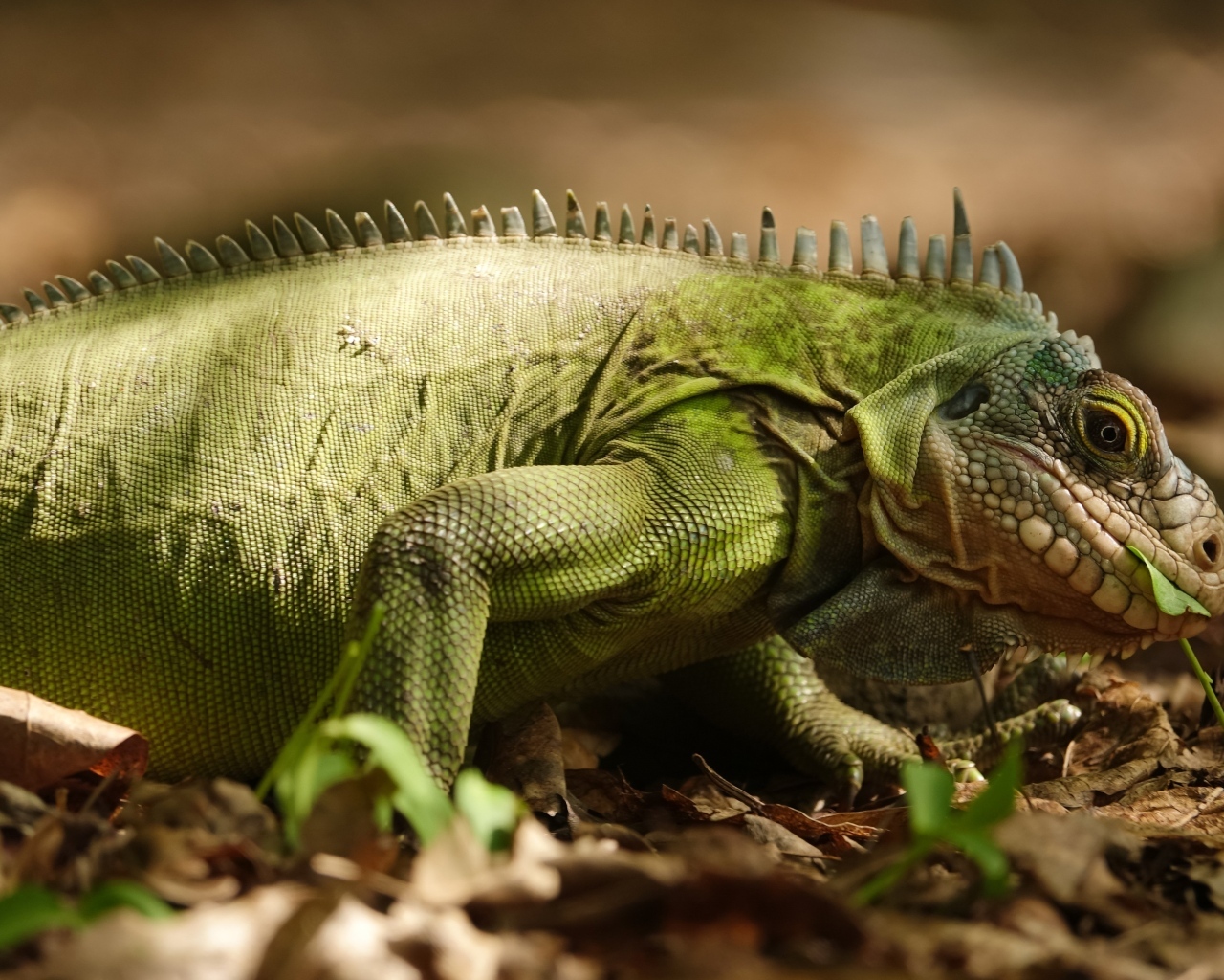 Большая зеленая игуана на сухой листве
