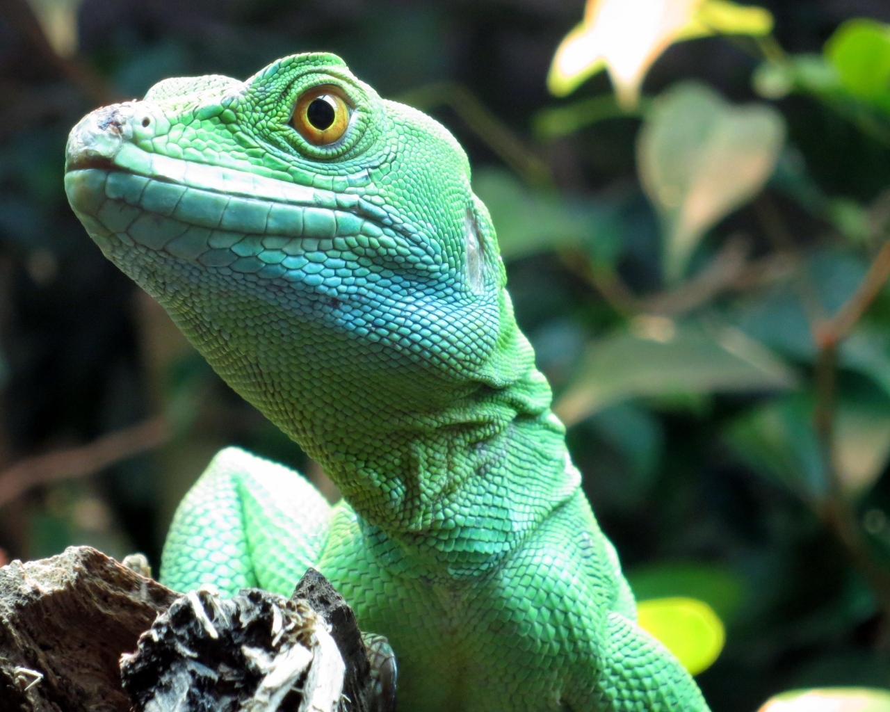 Большая зеленая ящерица в террариуме