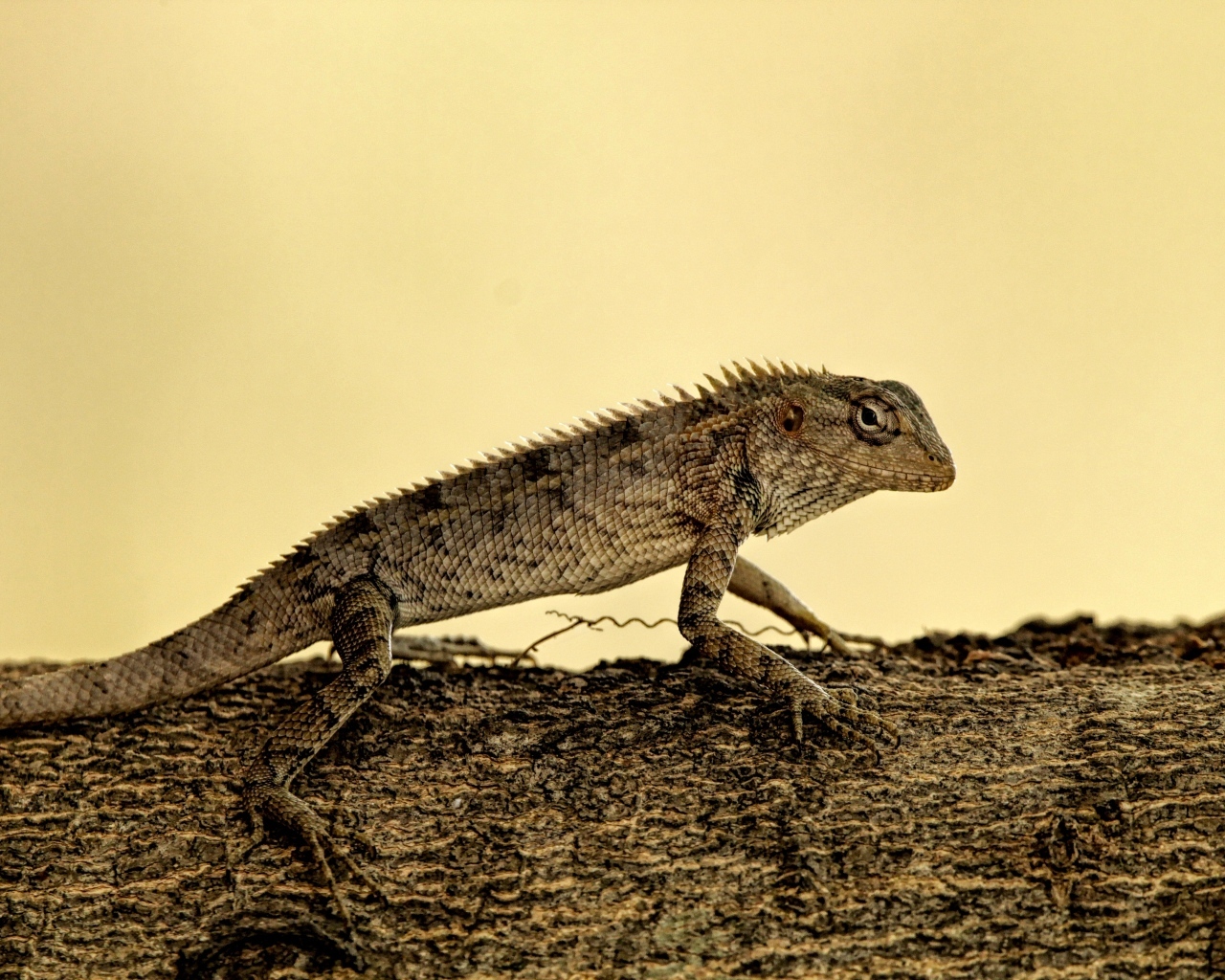 Большая серая ящерица на дереве