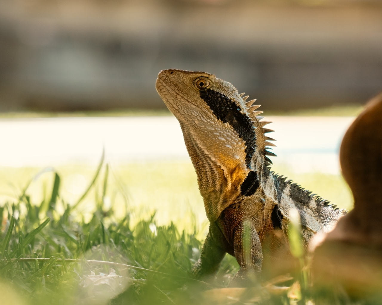 Большая игуана в зеленой траве 
