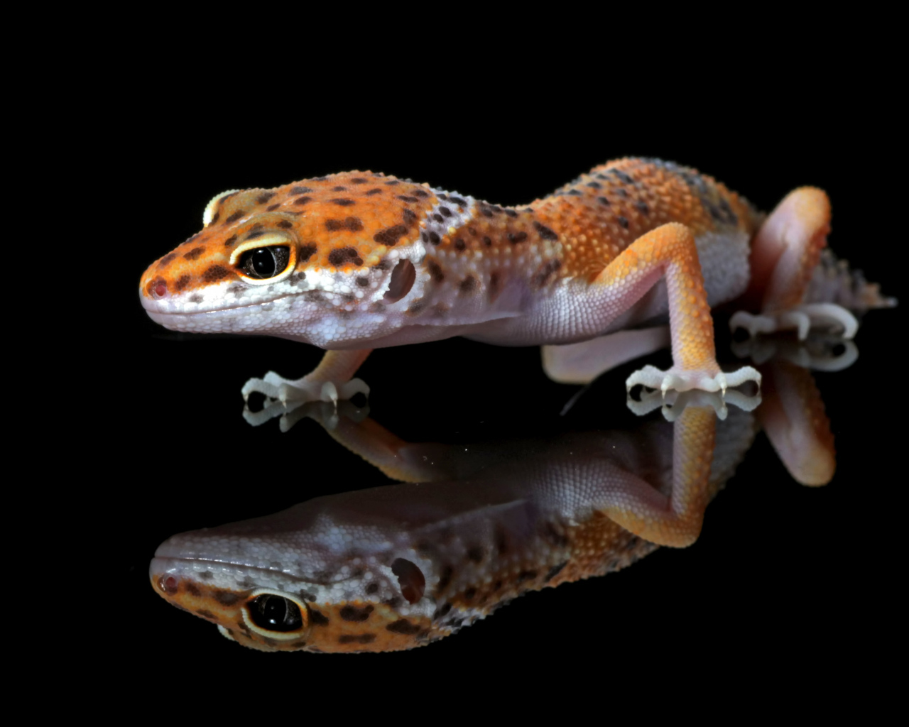 Леопардовый геккон крупным планом в отражении на черном фоне