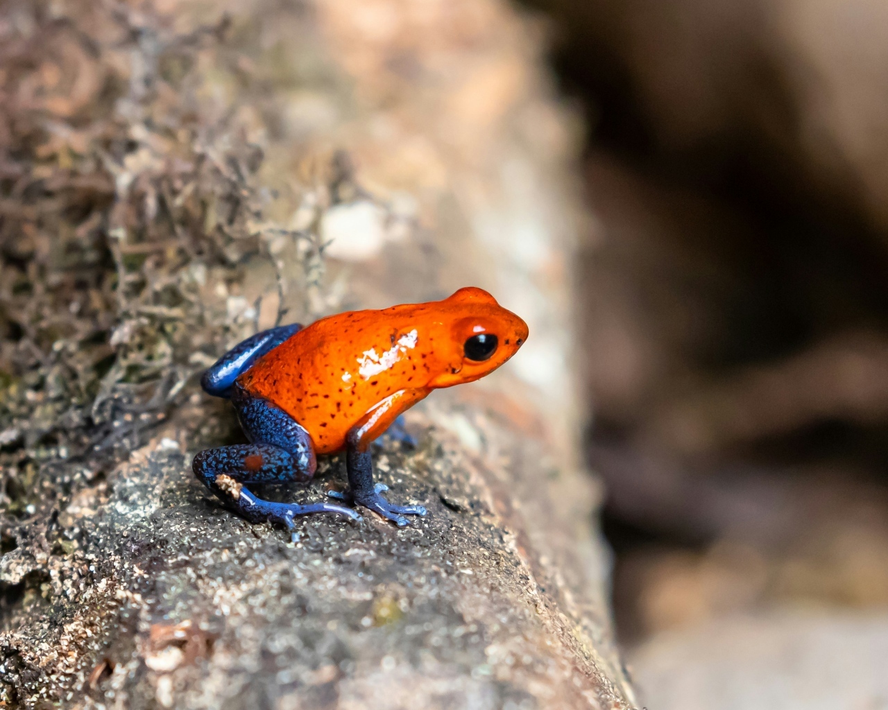 Красная лягушка с синими лапками  на камне