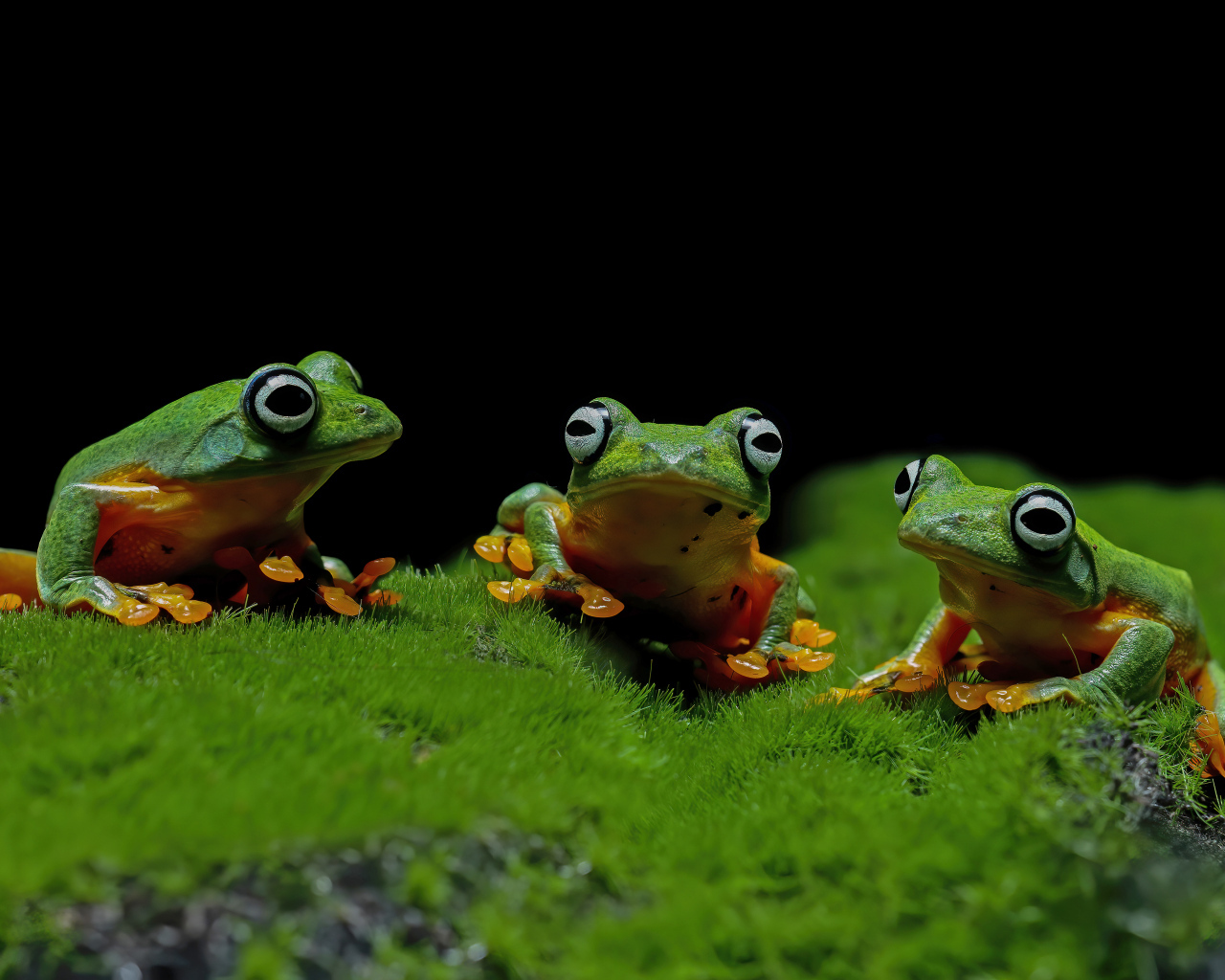 Три зеленые лягушки сидят на зеленом мху