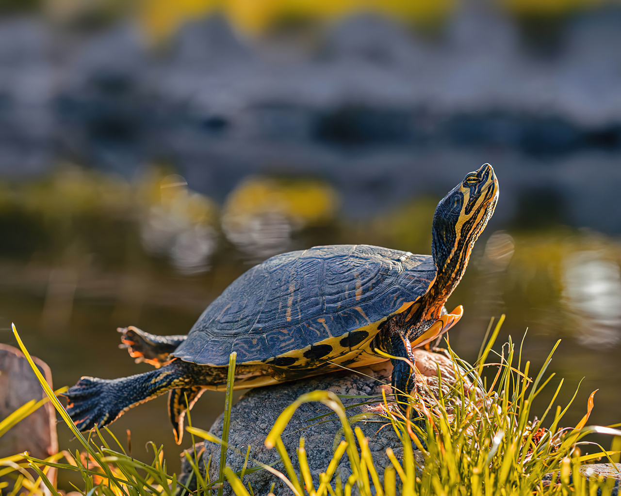 Черепаха греется на камне