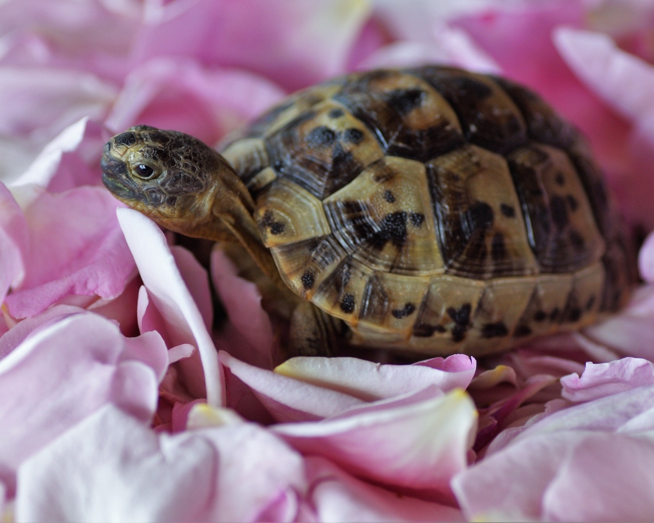 Черепаха с розовыми лепестками розы