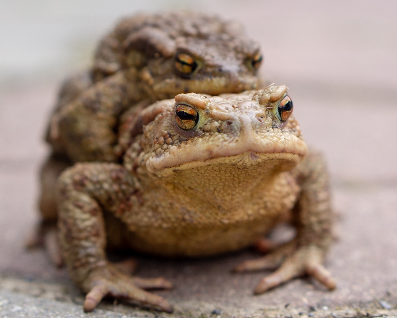 Две большие жабы крупным планом