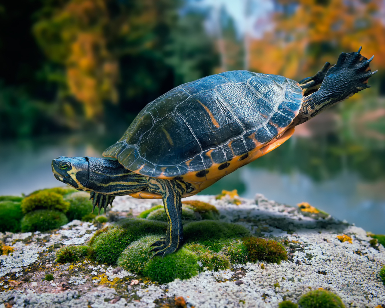 Желтоухая черепаха плавает в воде