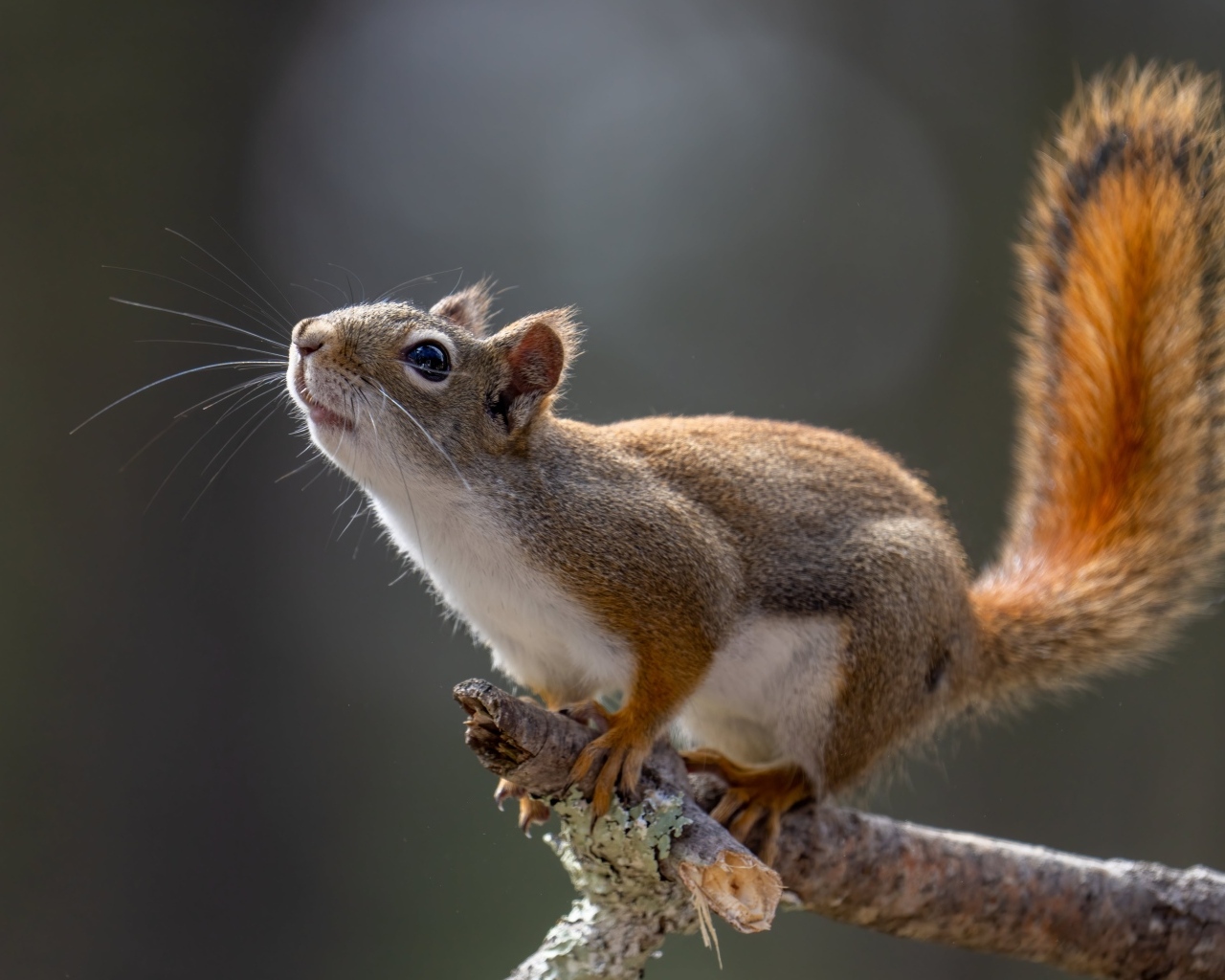 Любопытная белка сидит на ветке дерева