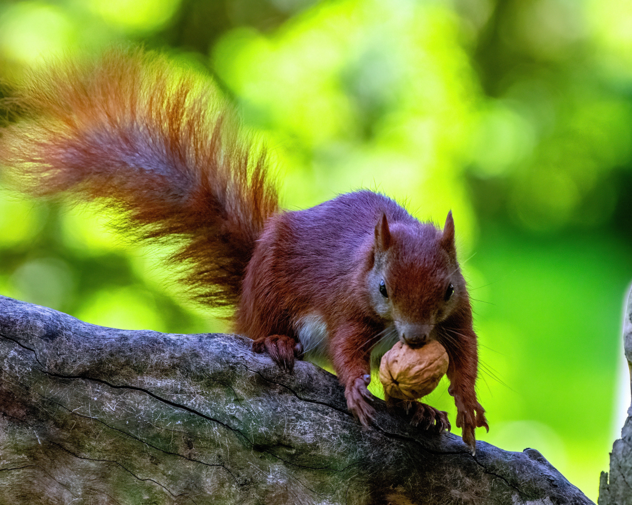 Пушистая рыжая белка с грецким орехом на ветке