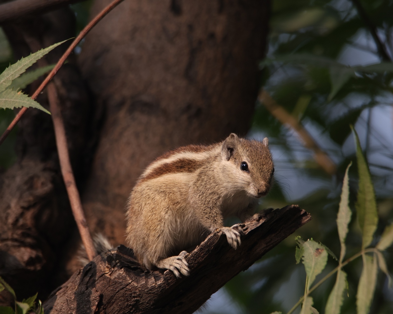 Маленький бурундук сидит на ветке