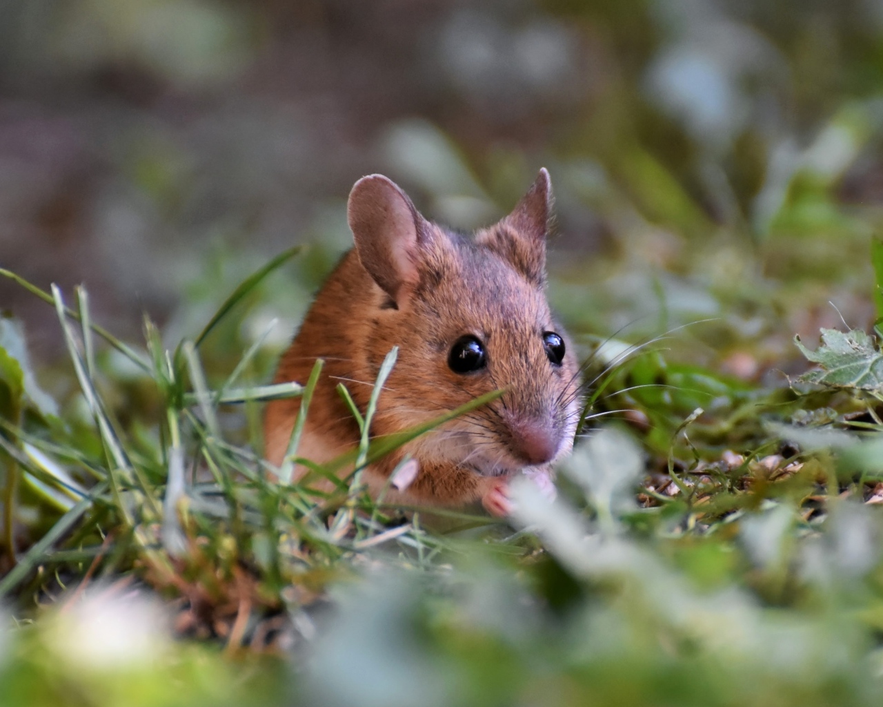 Маленькая мышь полевка сидит в траве
