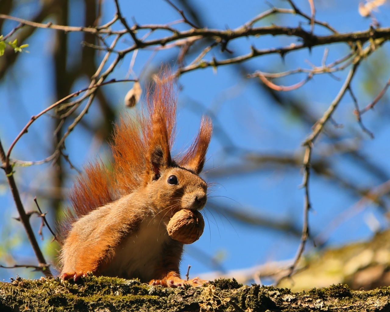 Рыжая белка с грецким орехом на ветке