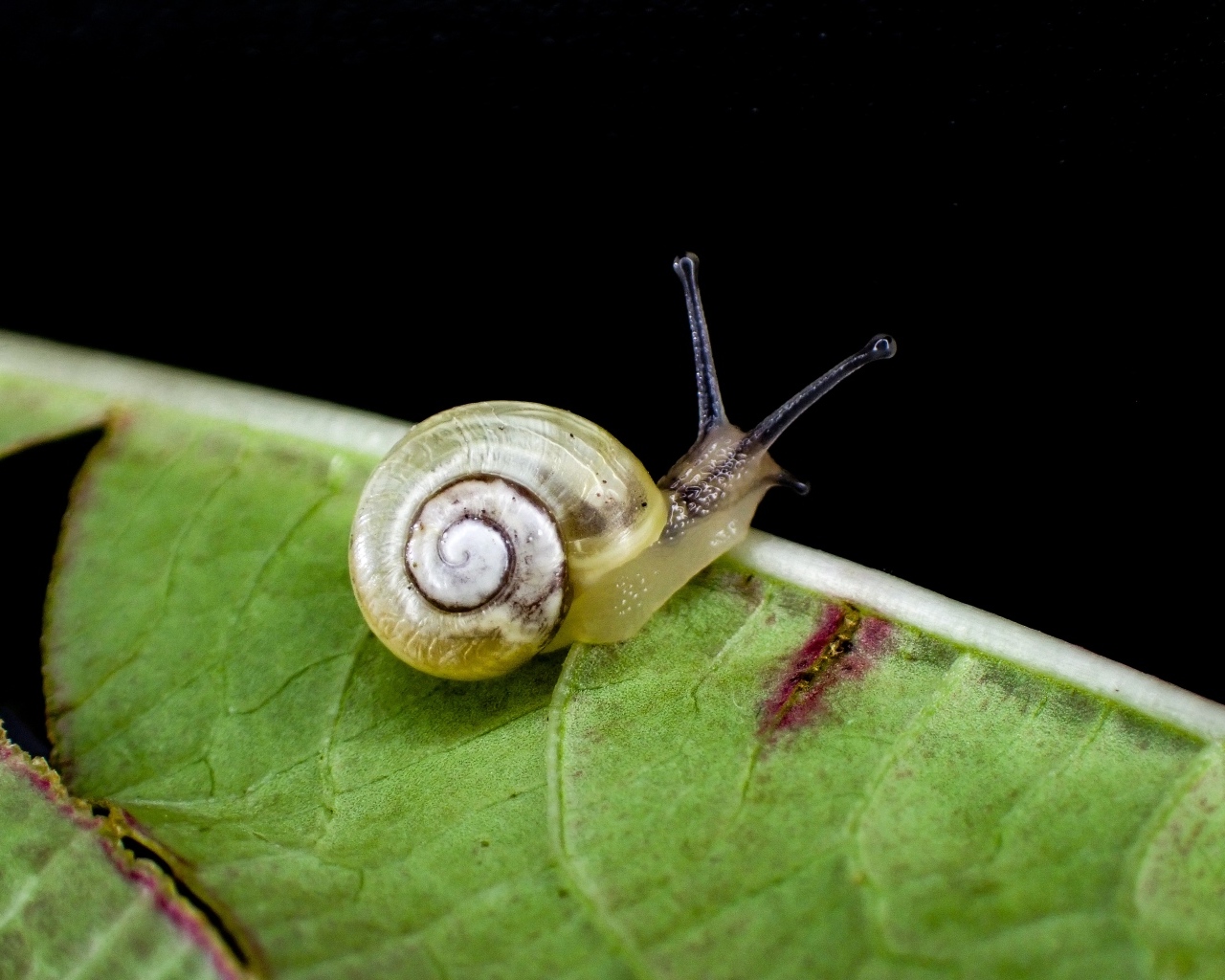 Маленькая улитка сидит на зеленом листке