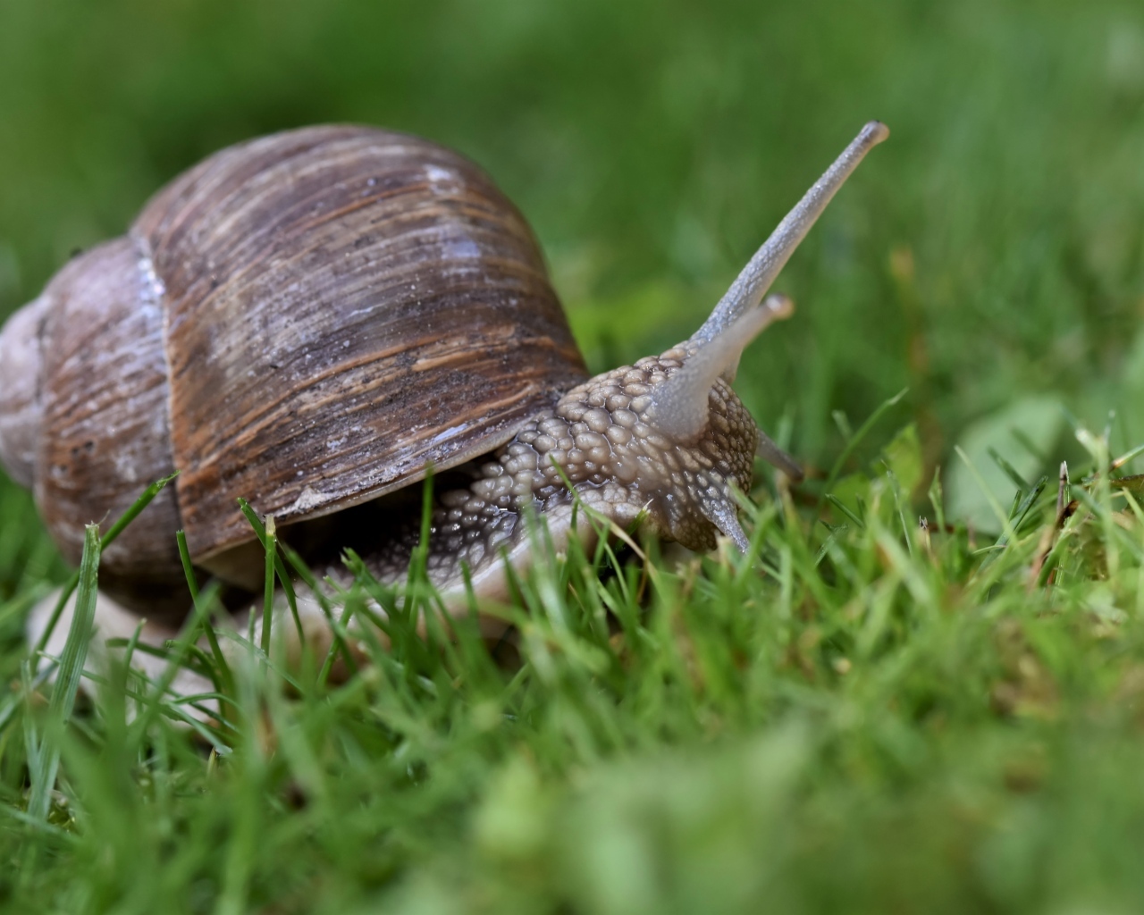 Большая улитка в зеленой траве