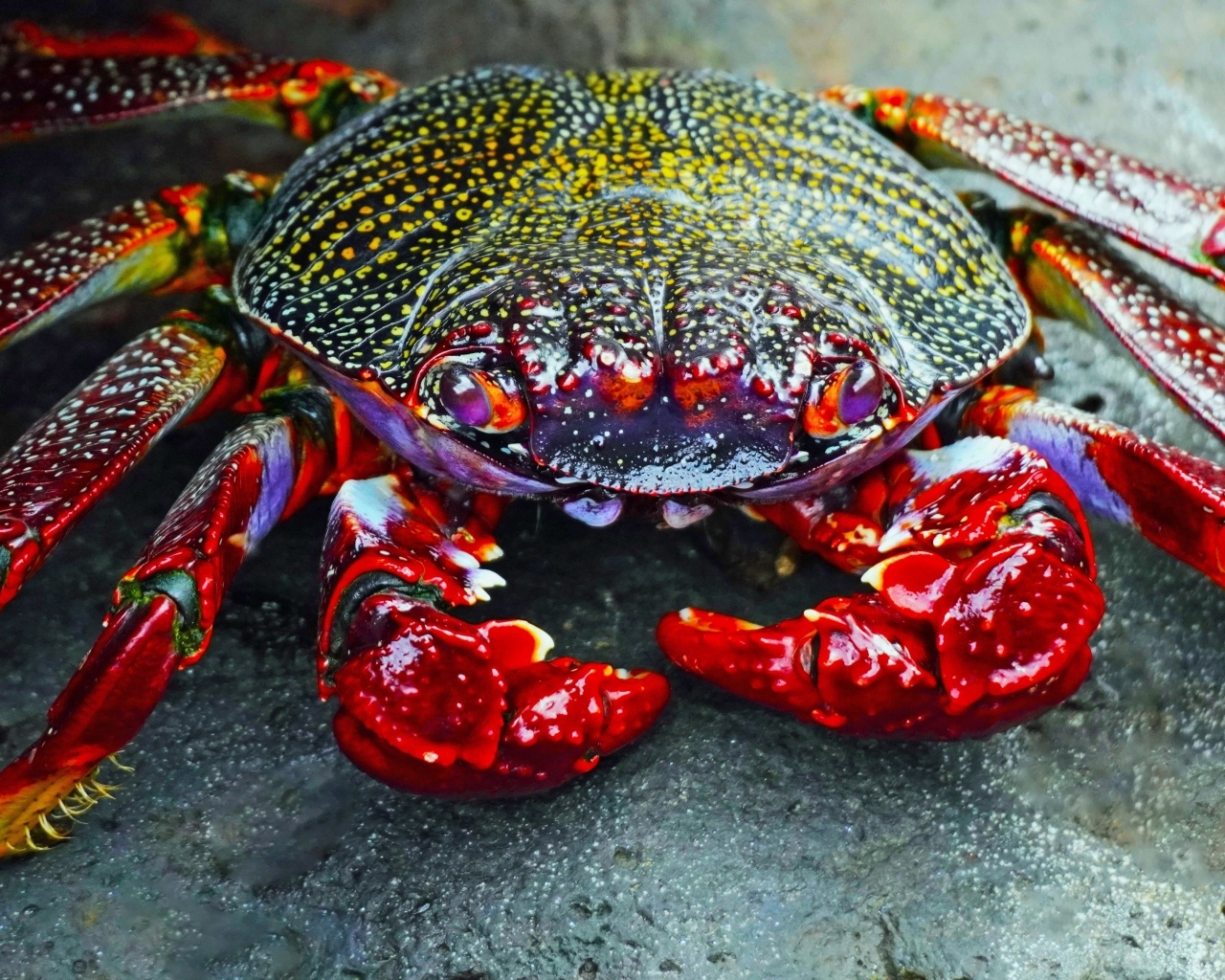 Большой краб с красными щупальцами