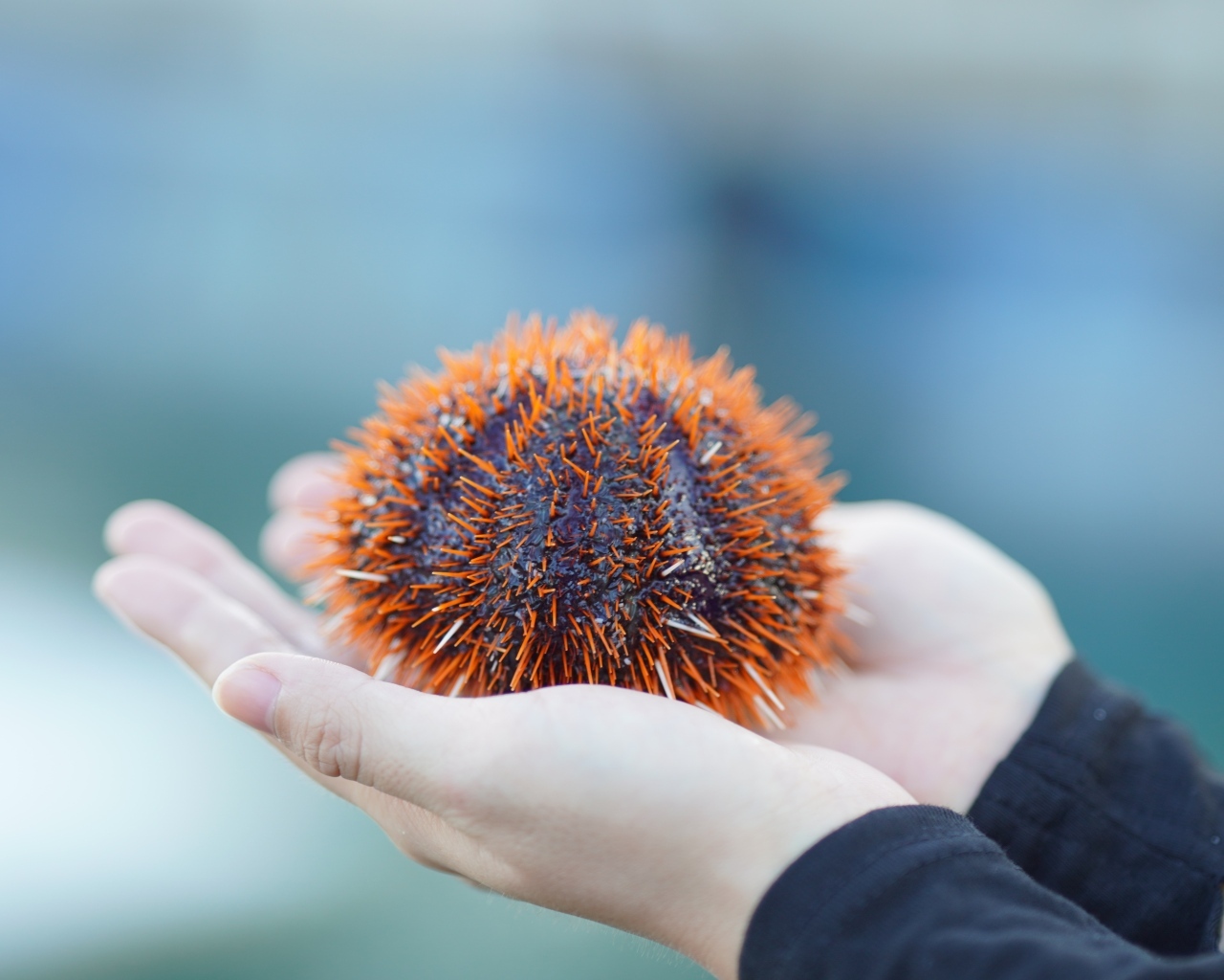 Морской еж в ладонях