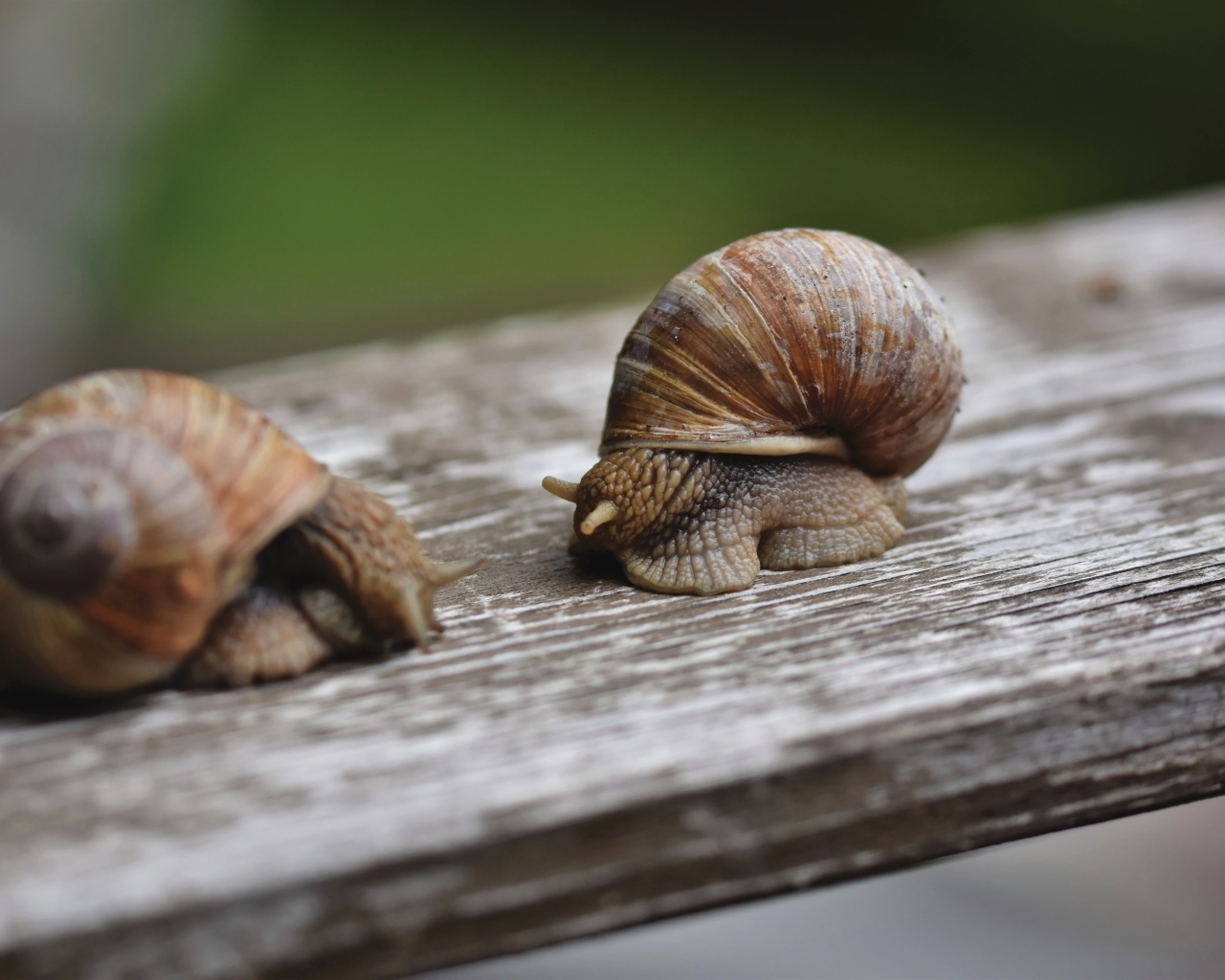 Две большие улитки сидят на доске