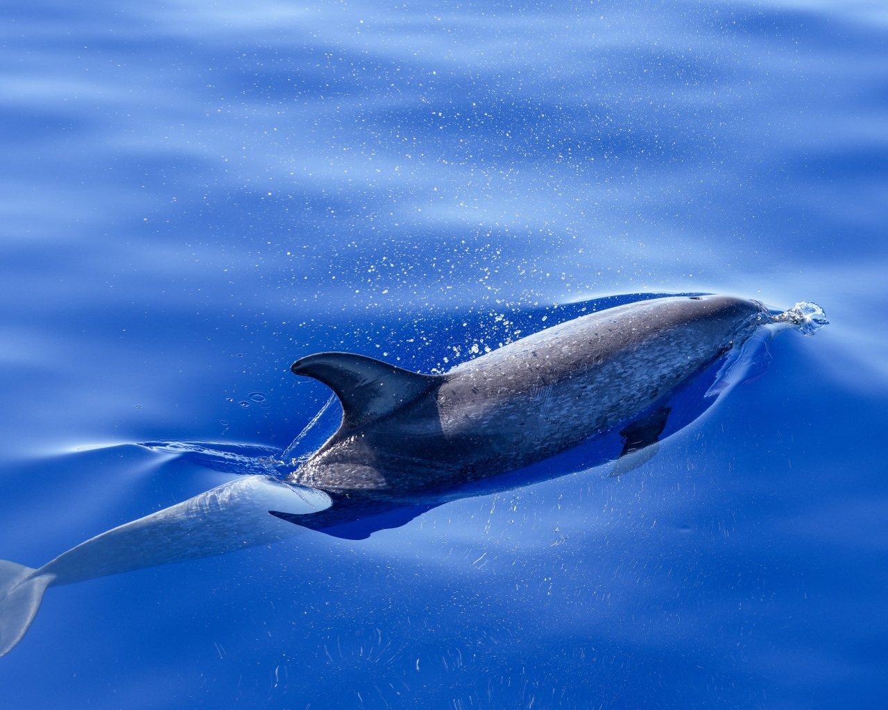 Дельфин плывет в воде в море