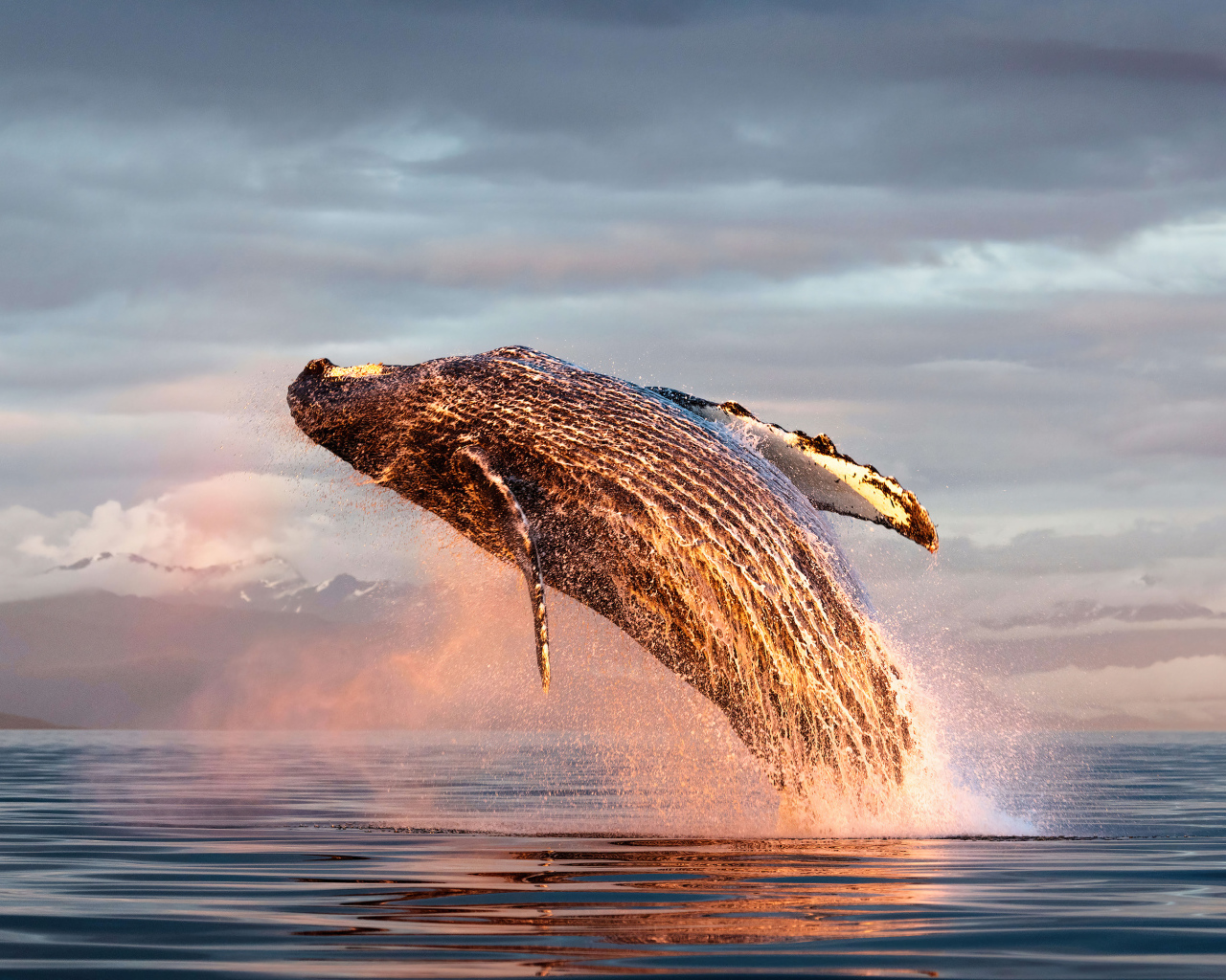 Большой кит выпрыгивает из воды в океане
