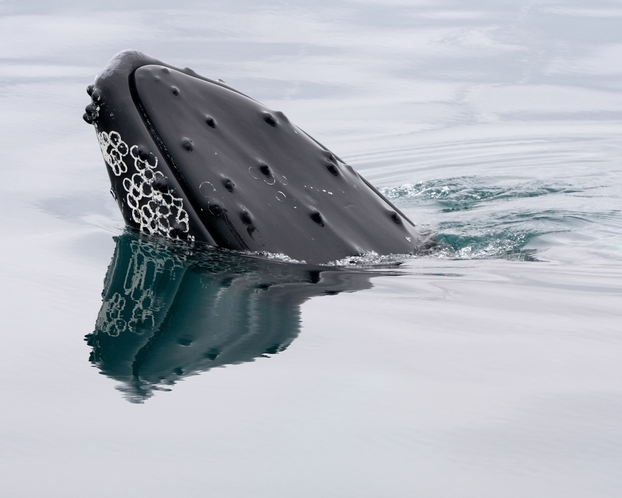 Большой кит в воде