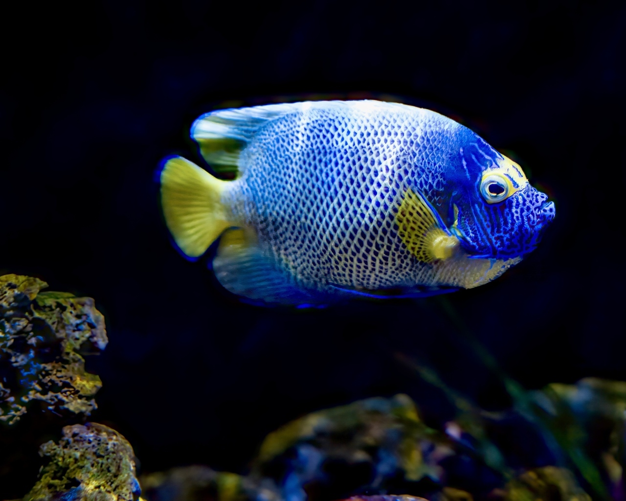 Рыба голуболицый ангел в воде