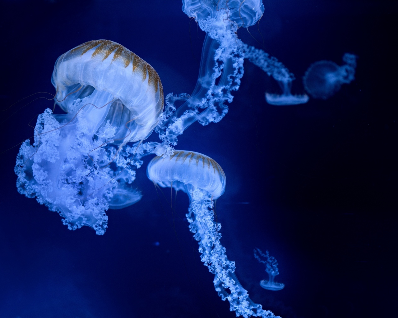 Голубые медузы на синем фоне