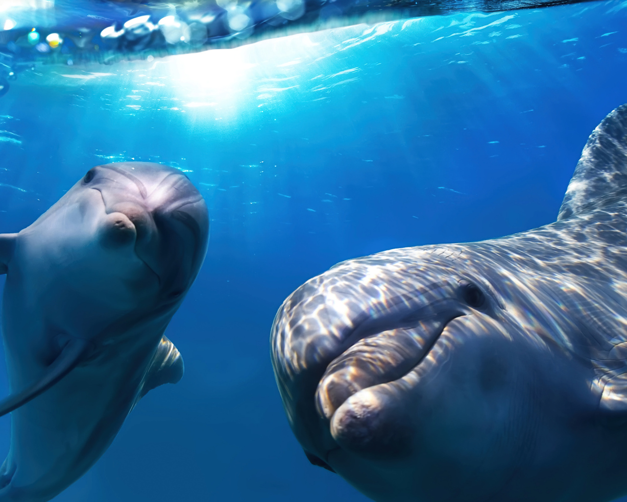 Веселые дельфины плавают в воде