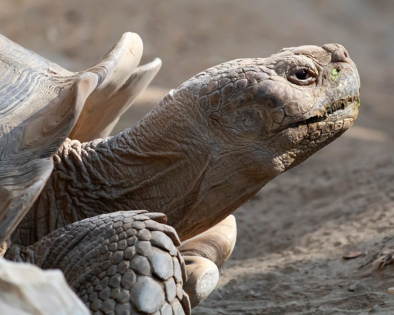 Большая шпороносная черепаха крупным планом