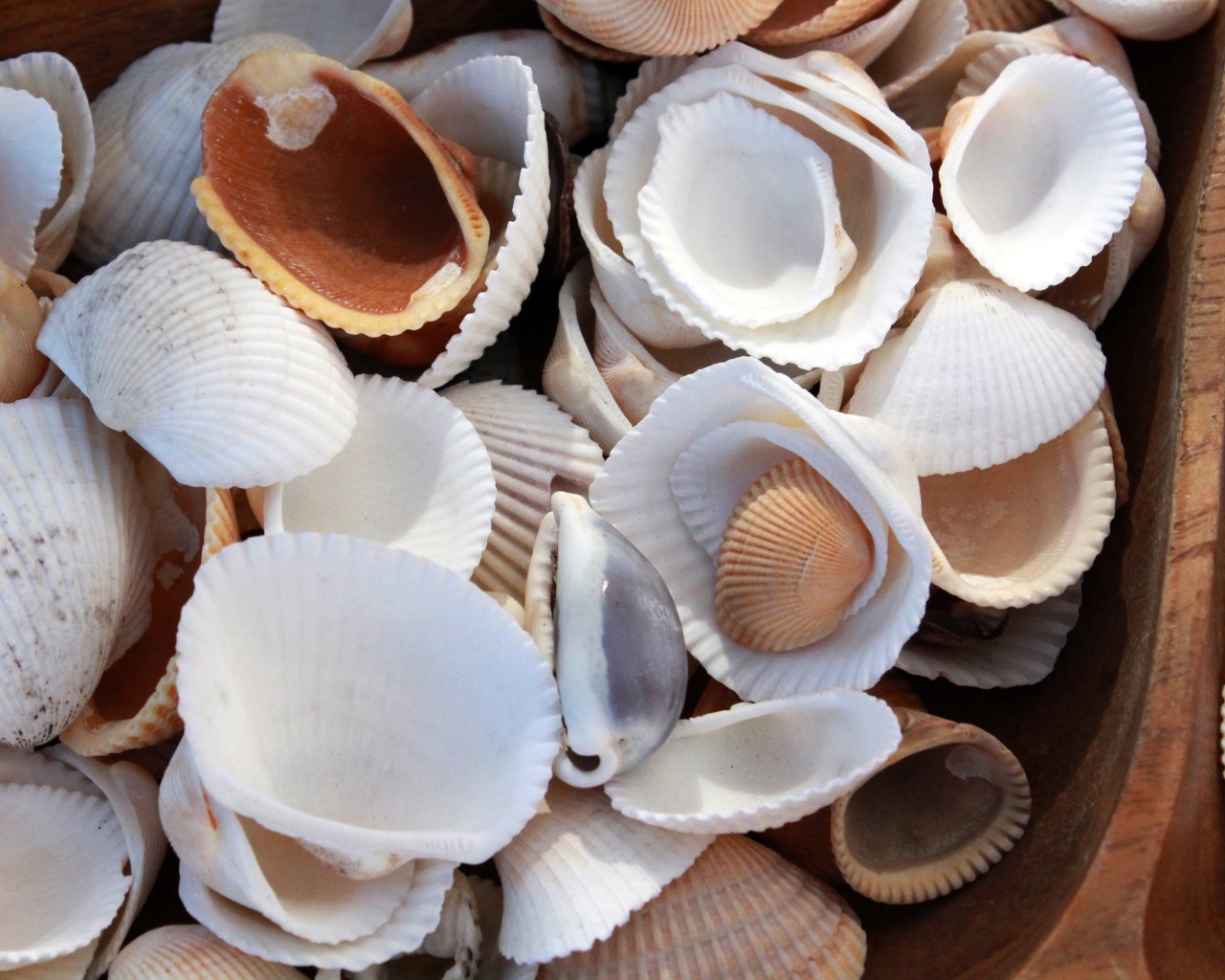 Много морских ракушек крупным планом