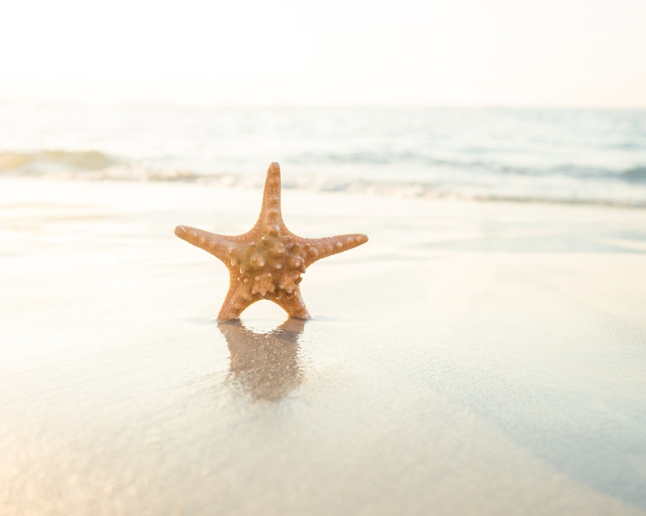 Морская звезда на мокром песке в лучах солнца на пляже