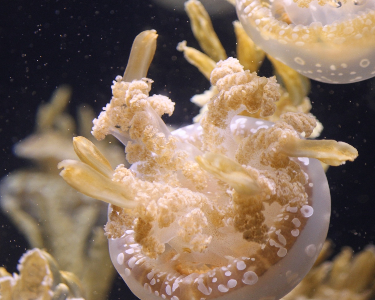 Белые медузы плавают в воде