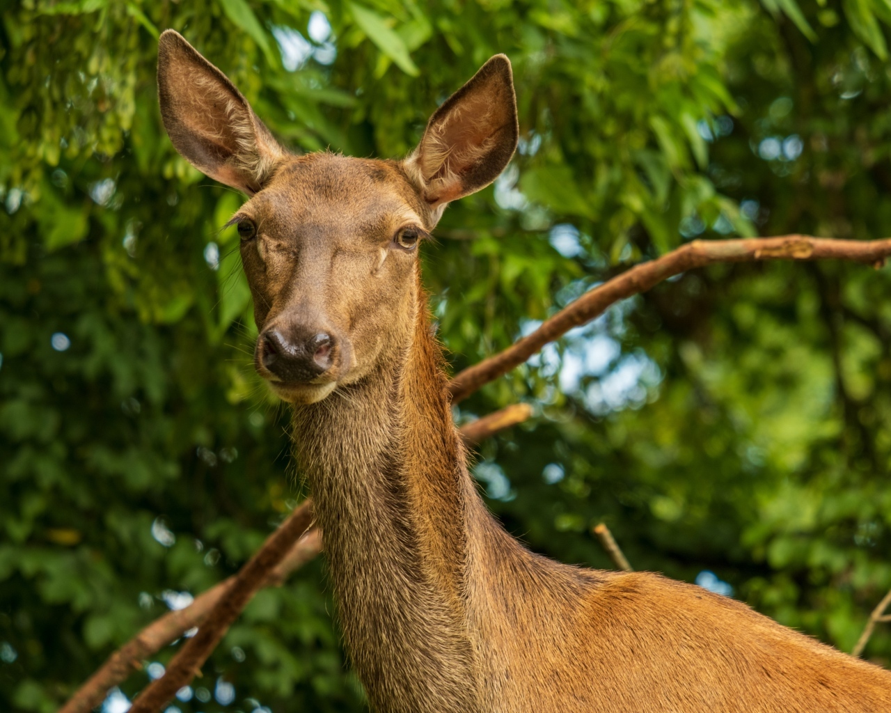 Большая коричневая олениха
