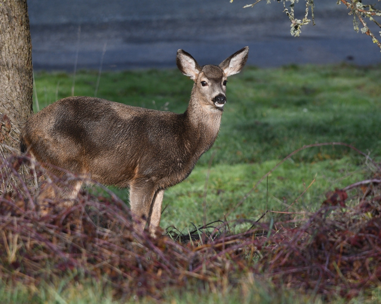 Олень стоит у дерева в лесу