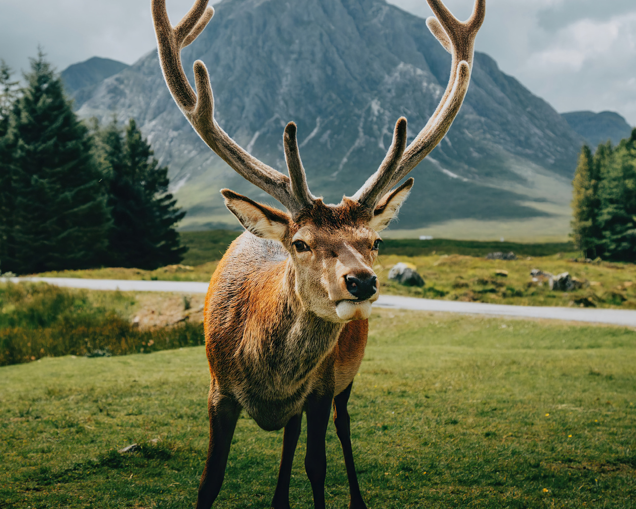 Олень с большими рогами на фоне гор