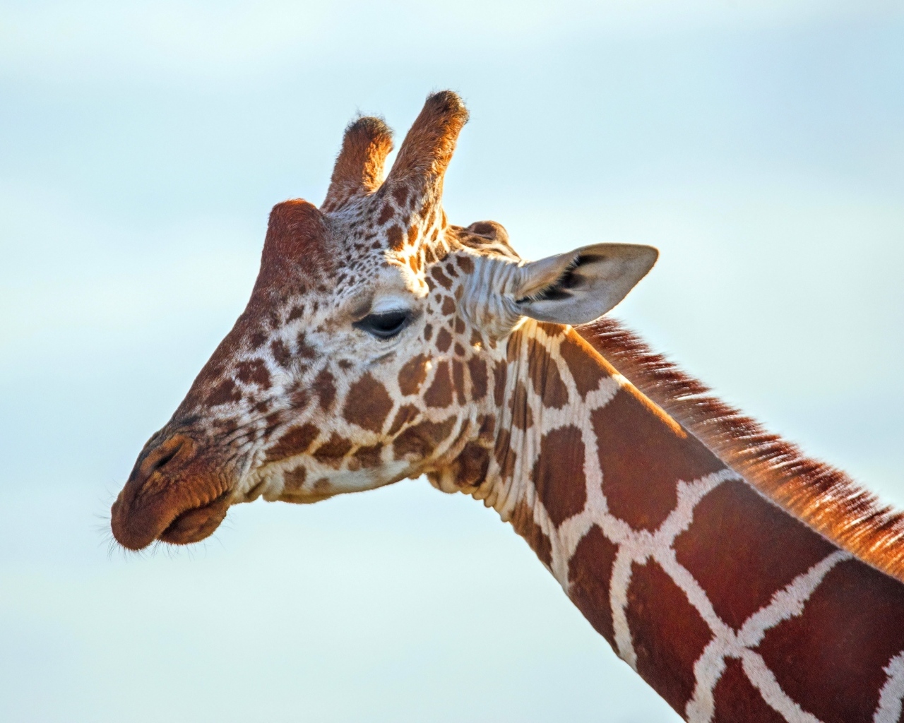 Жираф на фоне голубого неба крупным планом