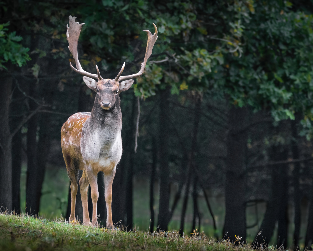 Большой олень с ветвистыми рогами