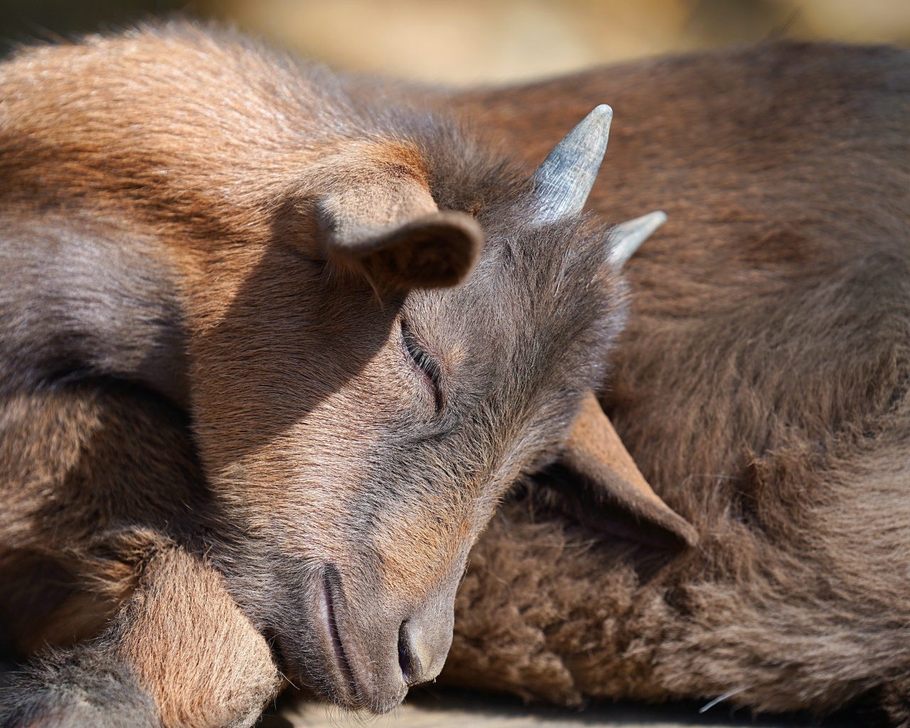 Маленький коричневый спящий козленок