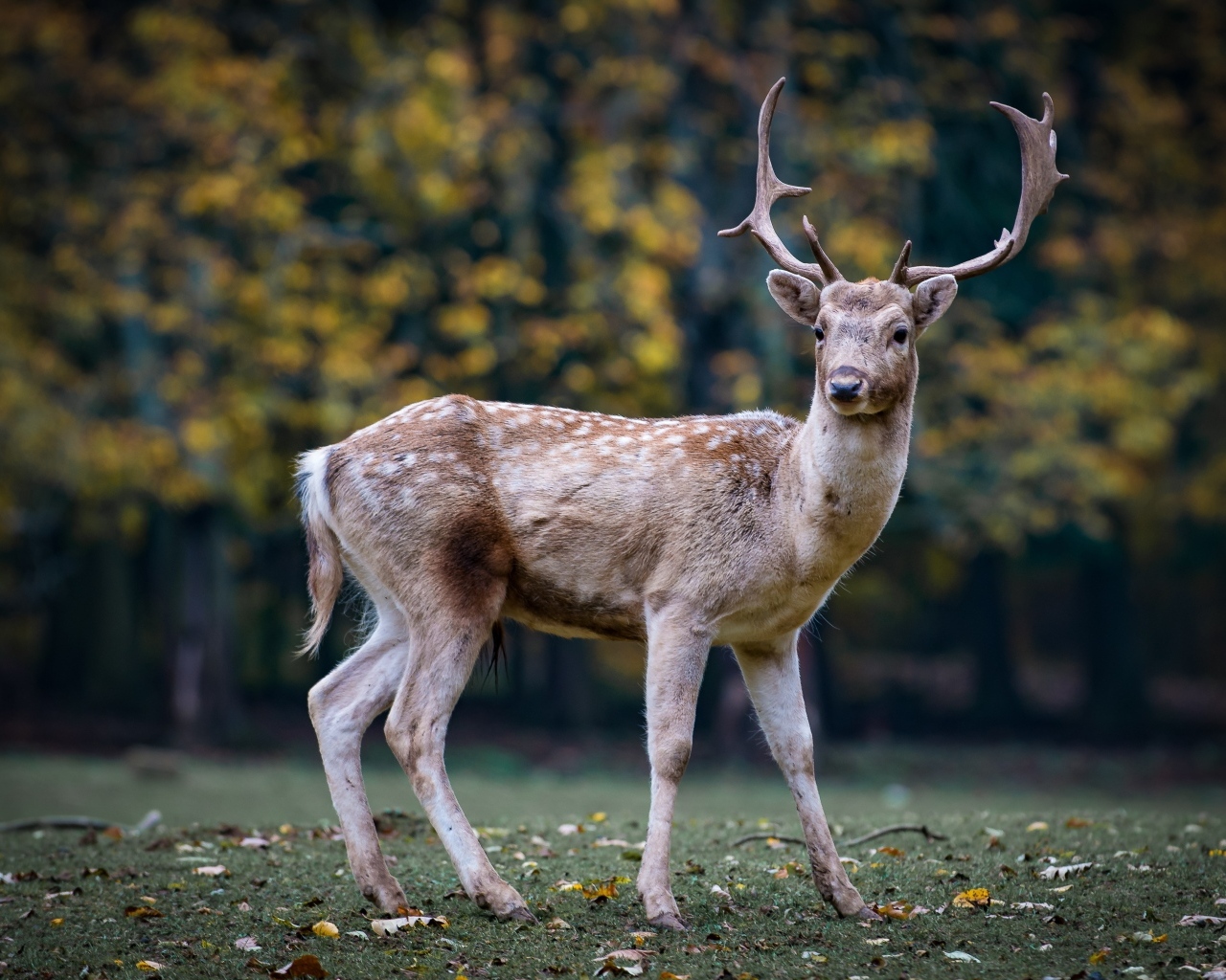 Пятнистый олень с большими рогами в парке