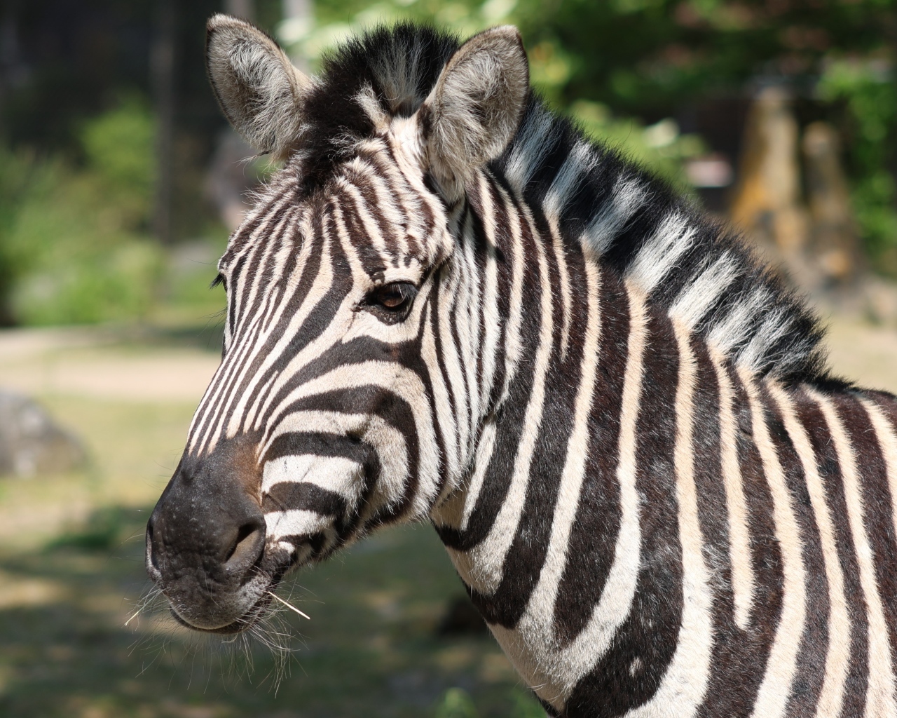 Полосатая зебра с гривой вблизи
