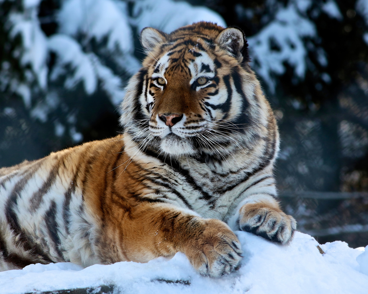 Большой амурский тигр лежит на заснеженном камне