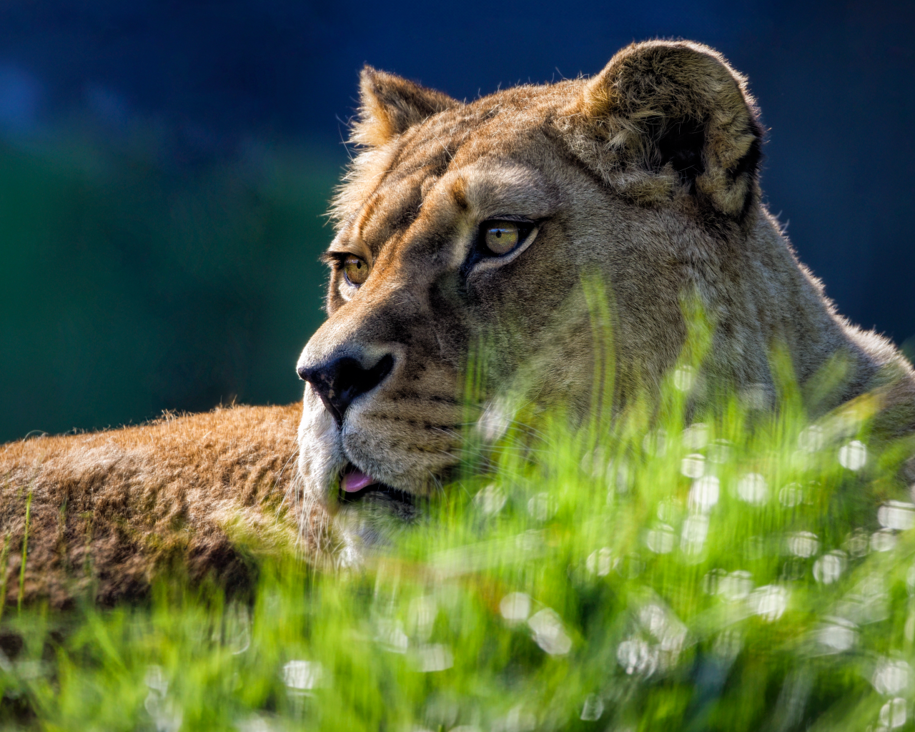 Большая львица лежит в зеленой  траве