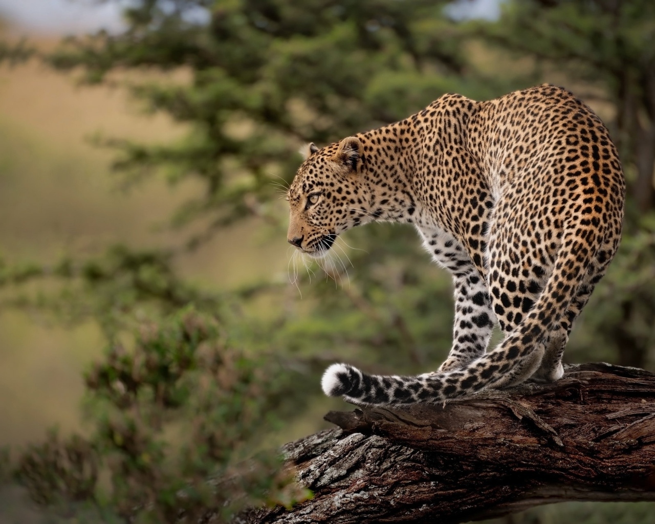 Большой пятнистый леопард стоит на сухом дереве