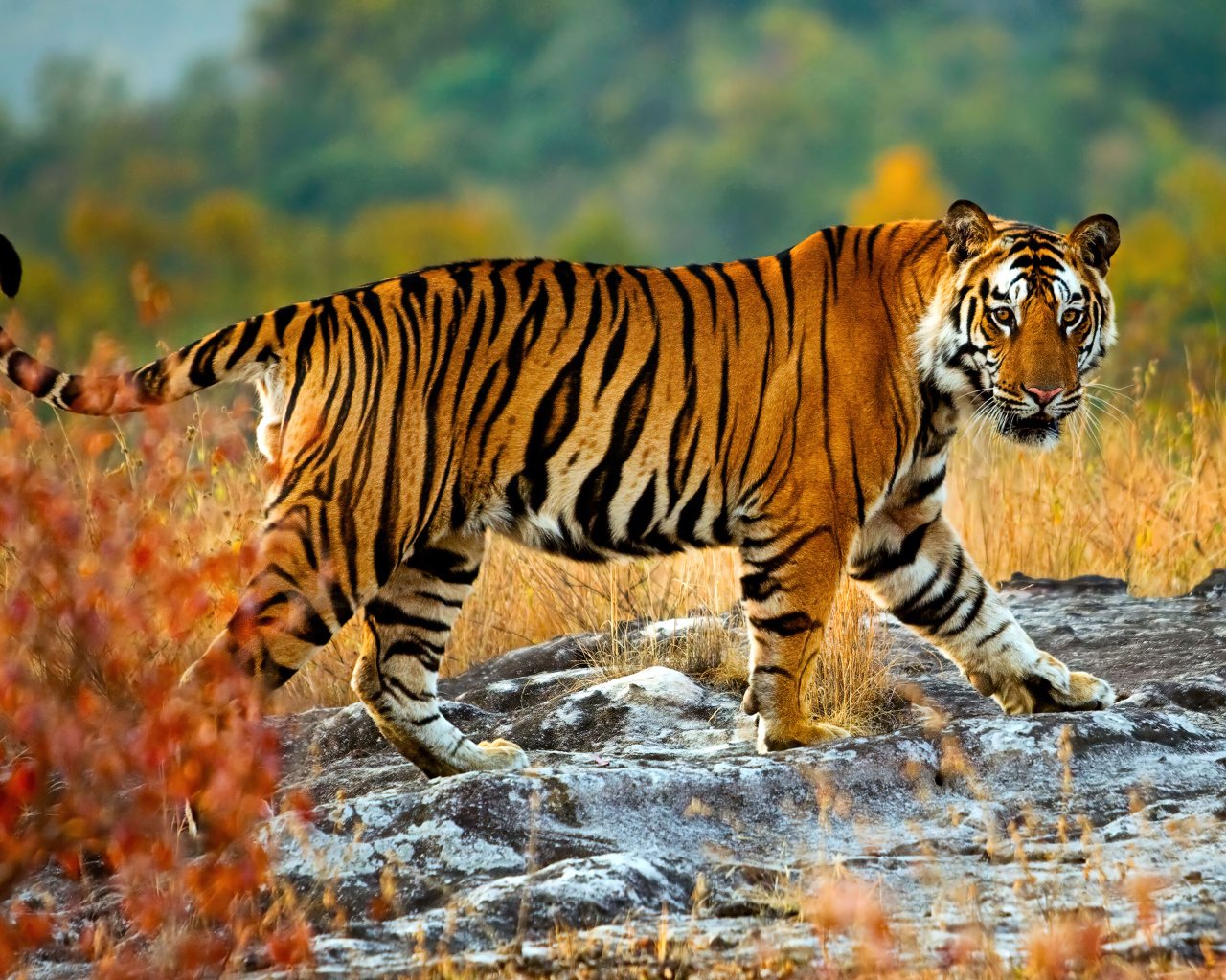 Большой полосатый амурский тигр стоит на камне