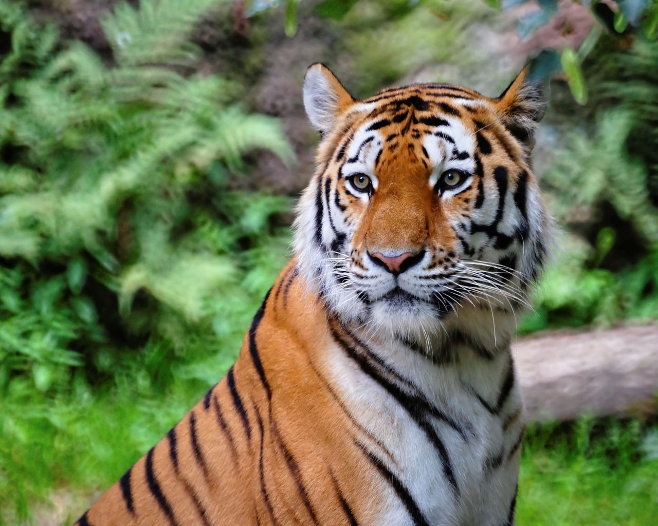 Красивый полосатый тигр в зоопарке