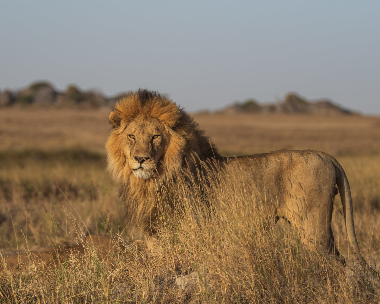 Большой лев в саванне в лучах солнца