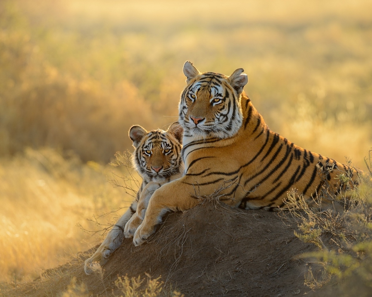 Большая тигрица с детенышем 