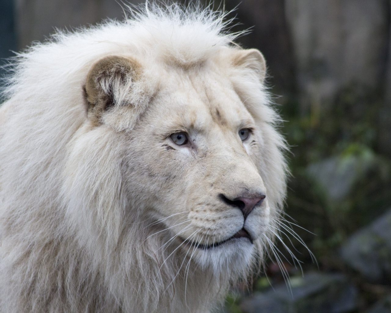 Большой белый голубоглазый лев